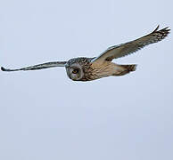 Short-eared Owl