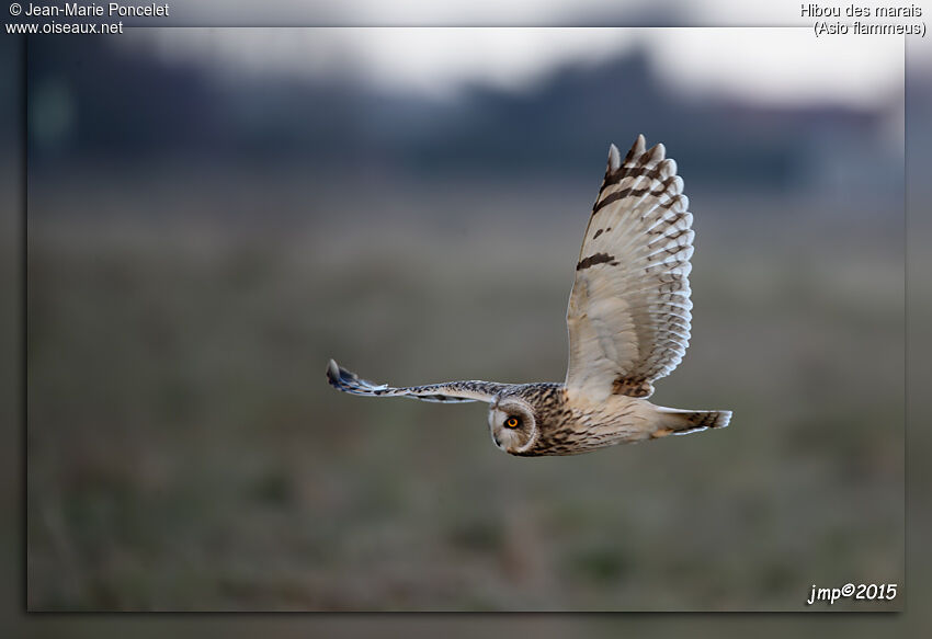 Hibou des marais