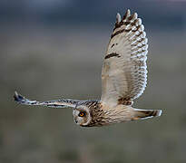 Short-eared Owl