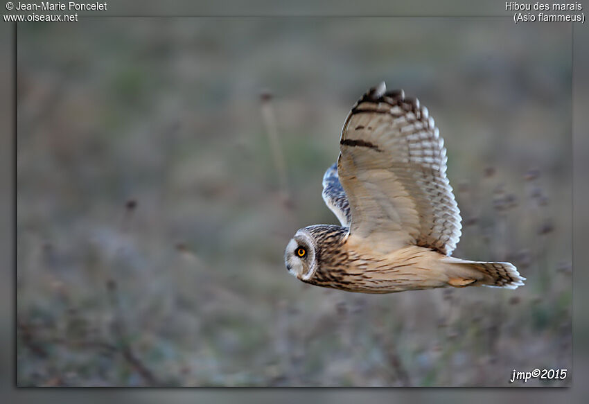 Hibou des marais