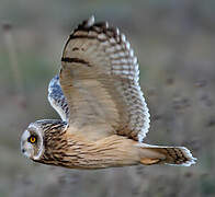 Short-eared Owl