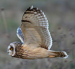 Hibou des marais