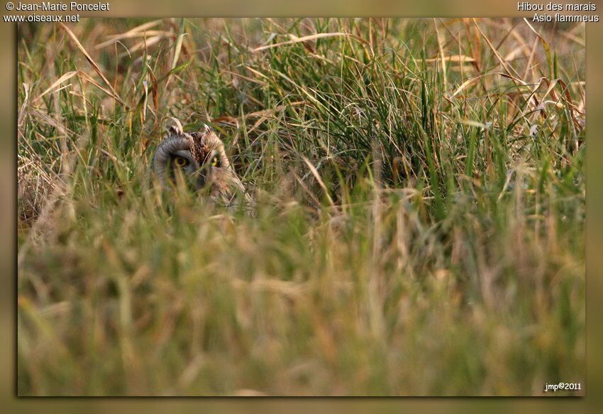 Hibou des marais