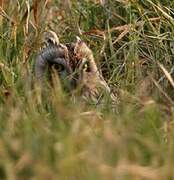 Short-eared Owl