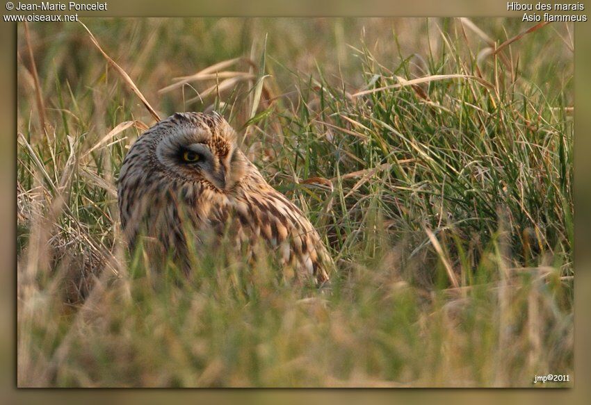 Short-eared Owl