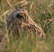 Hibou des marais