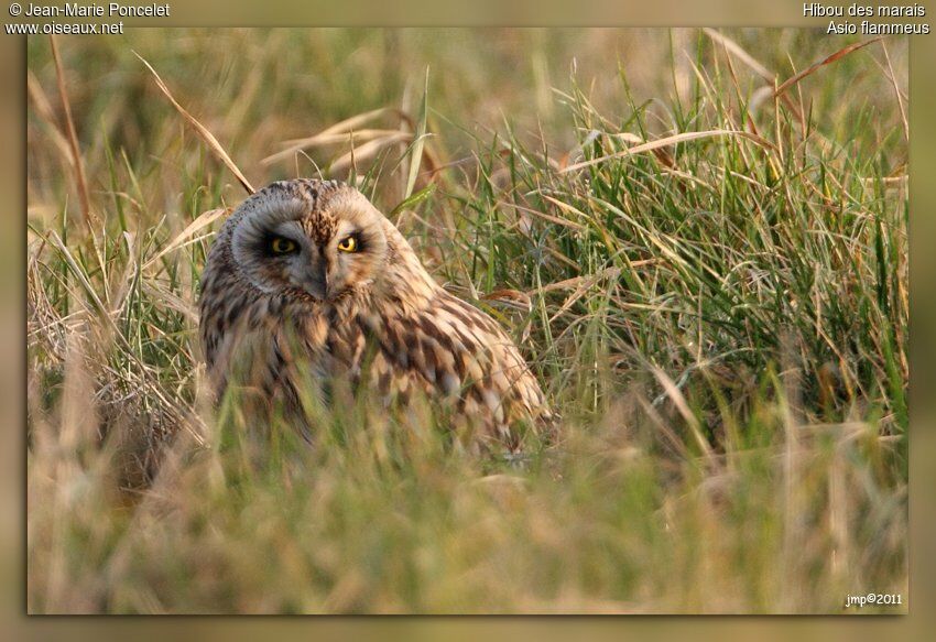 Hibou des marais