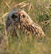 Hibou des marais