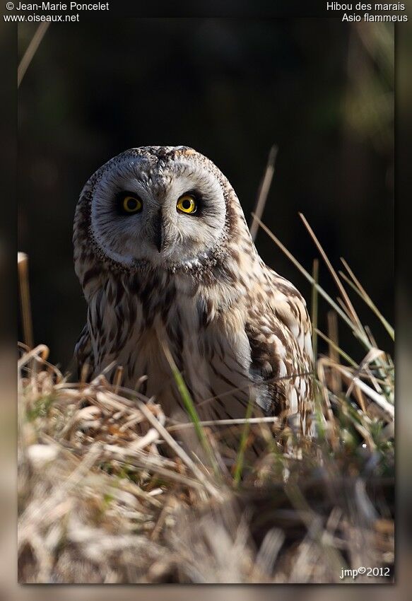 Hibou des marais