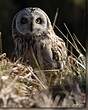 Hibou des marais