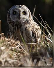 Hibou des marais