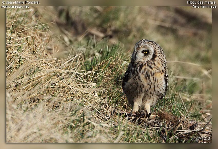 Hibou des marais