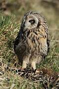 Hibou des marais