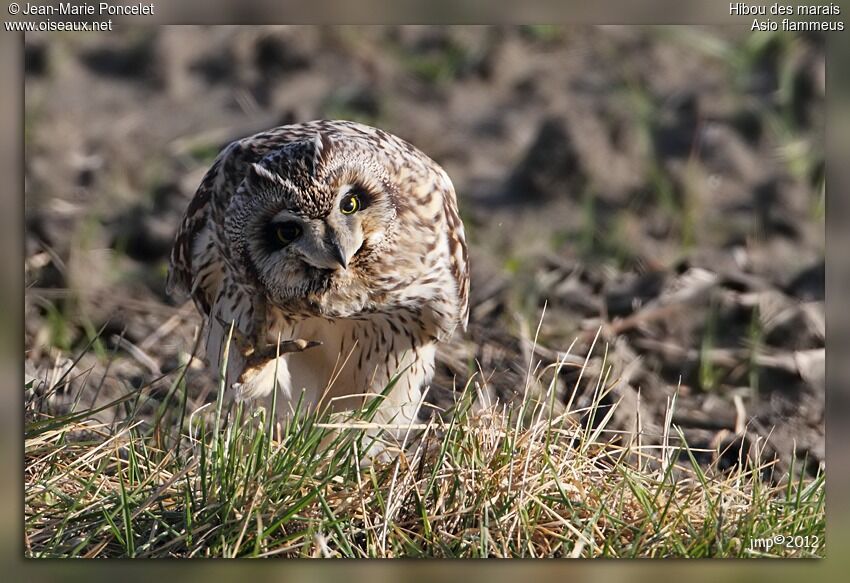 Hibou des marais