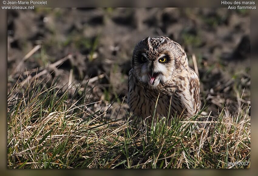 Hibou des marais