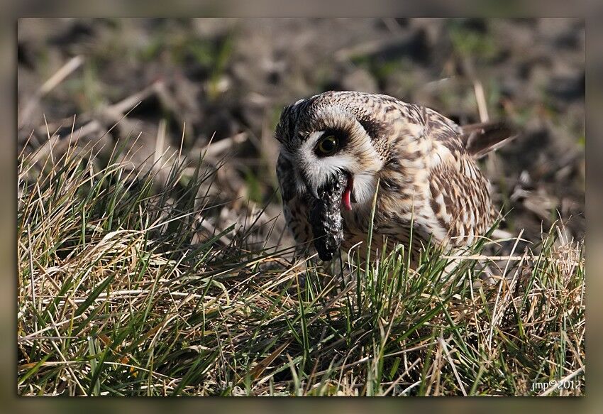 Hibou des marais