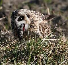 Hibou des marais