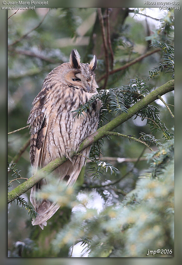 Long-eared Owl