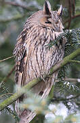 Long-eared Owl