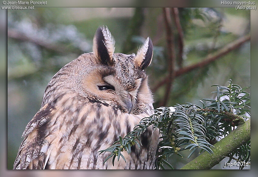 Long-eared Owl