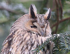 Long-eared Owl