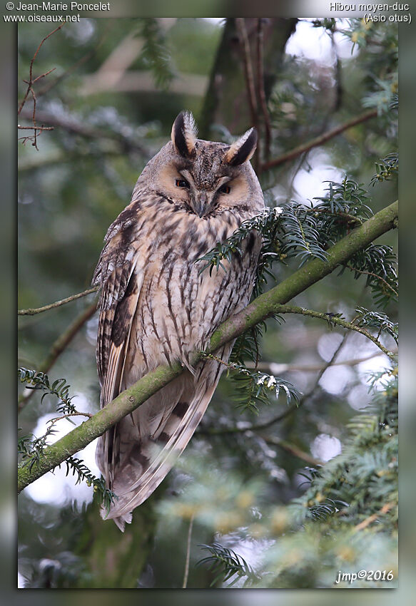 Hibou moyen-duc