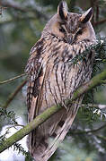 Long-eared Owl