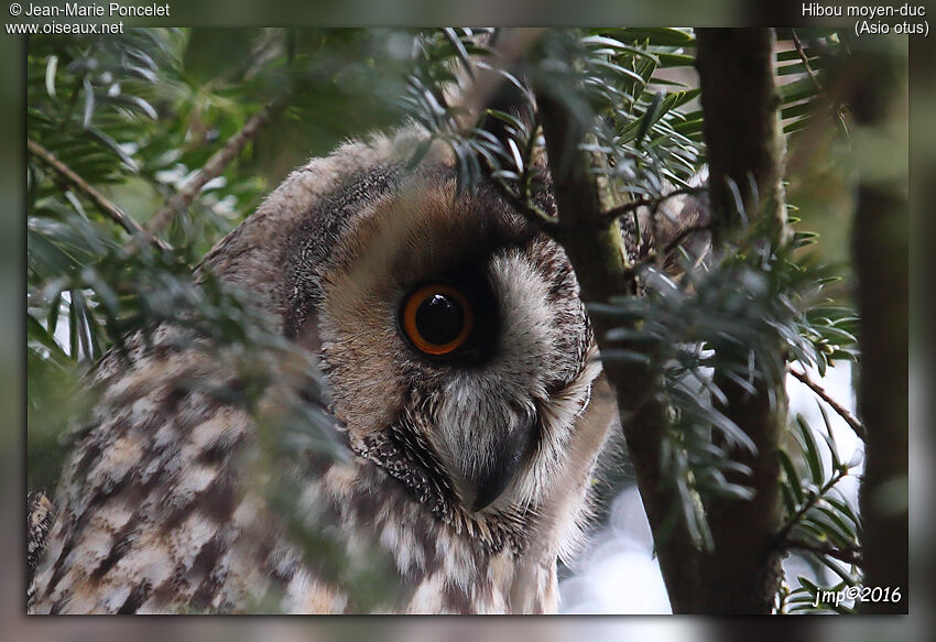 Long-eared Owl