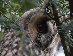 Long-eared Owl