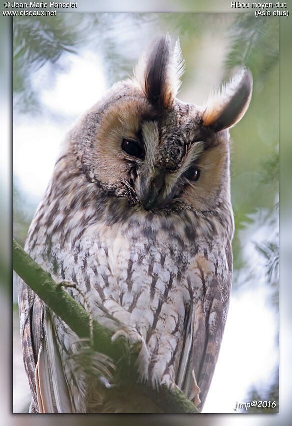 Long-eared Owl