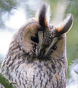 Long-eared Owl