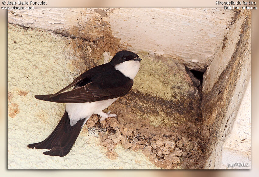 Western House Martin