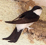 Western House Martin