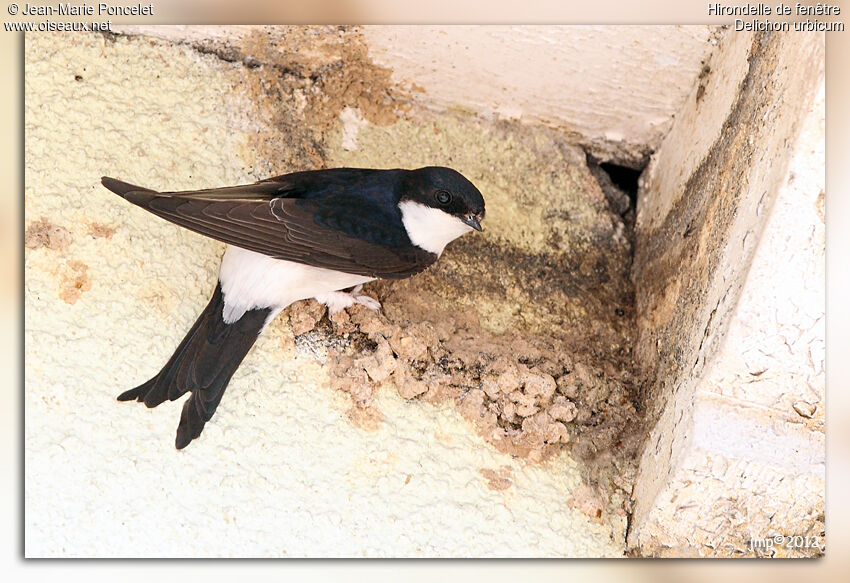 Western House Martin