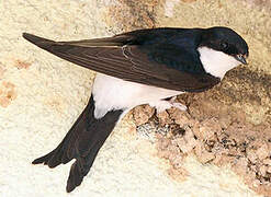 Western House Martin