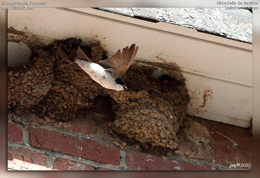 Western House Martin