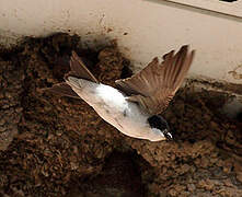 Common House Martin