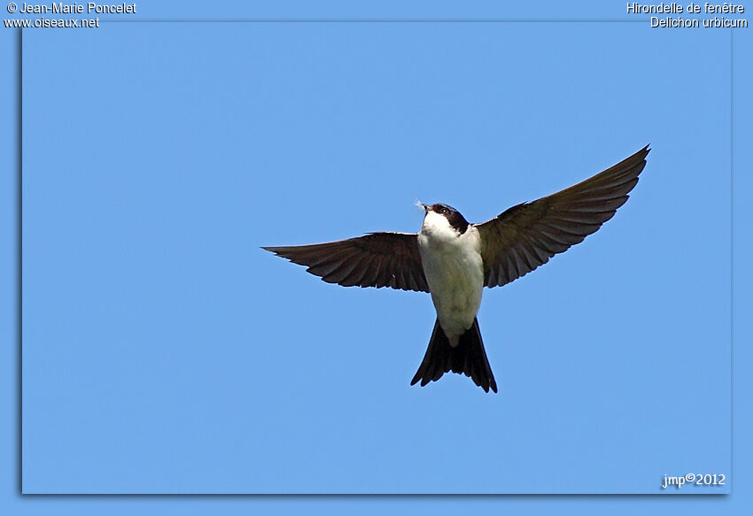 Common House Martin