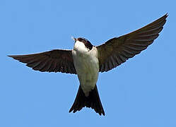 Western House Martin