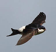 Western House Martin