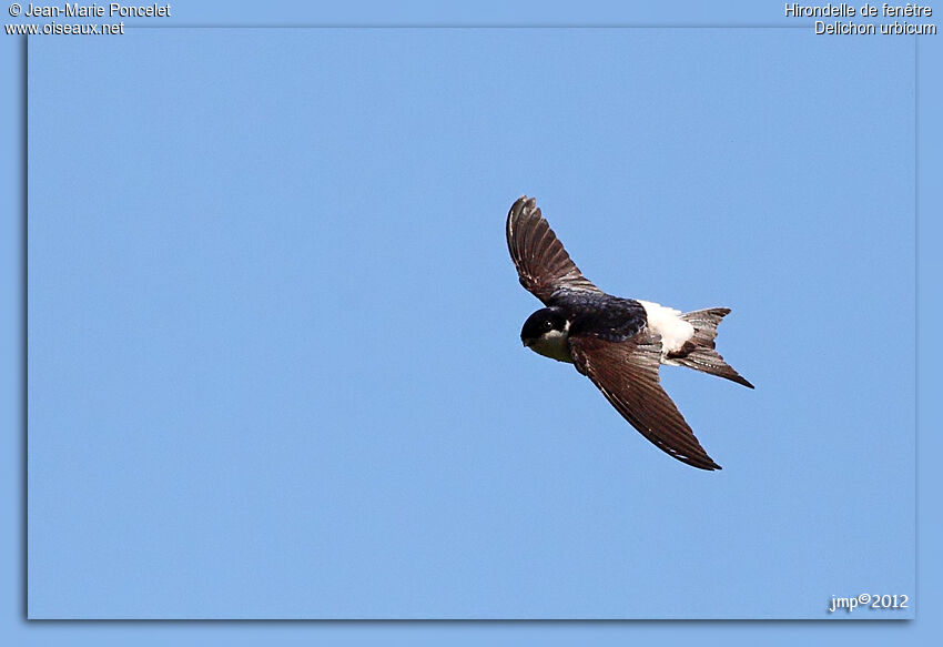 Western House Martin