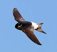 Common House Martin