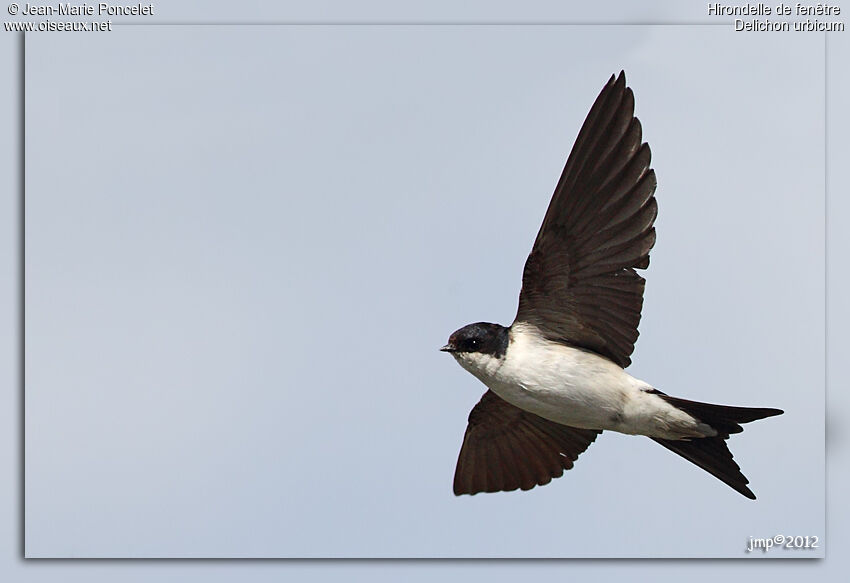 Common House Martin