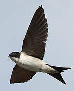 Western House Martin