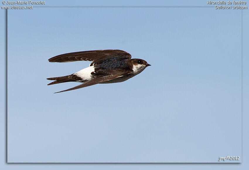 Common House Martin