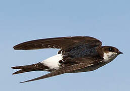 Western House Martin