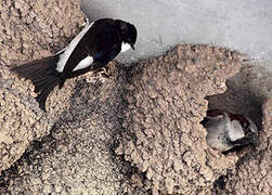 Common House Martin