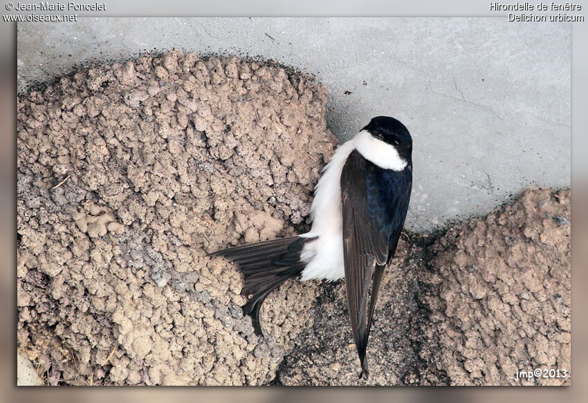 Western House Martin