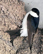 Common House Martin