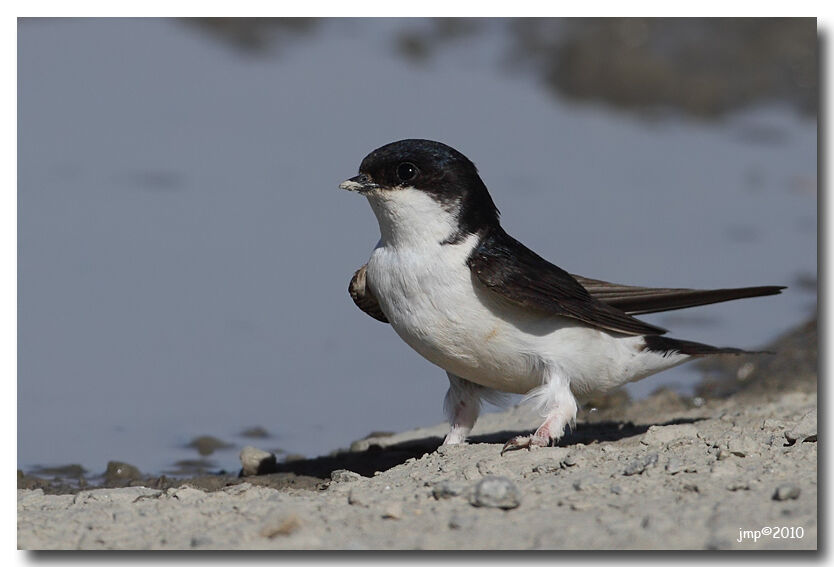 Common House Martin